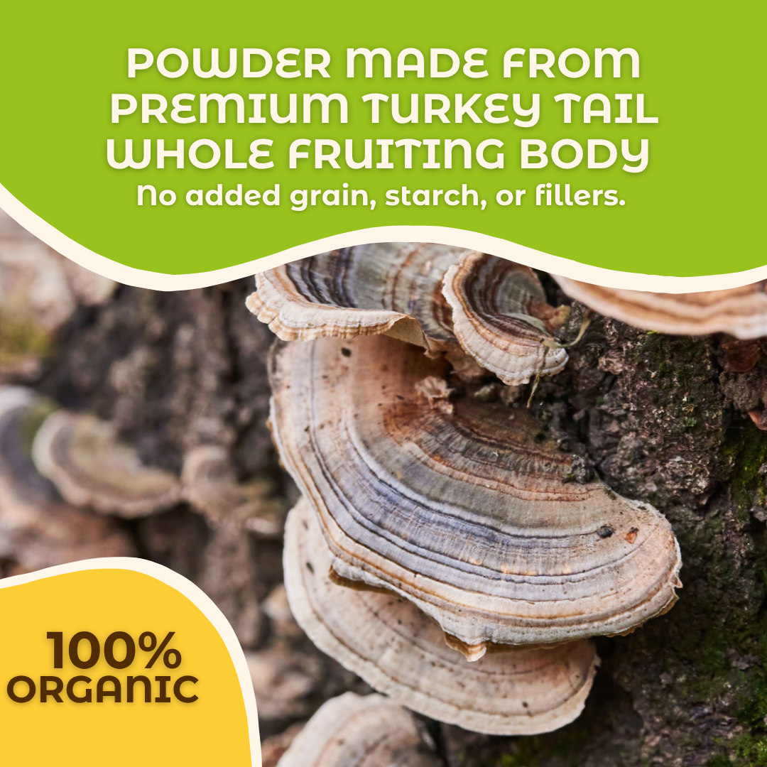 Hongo Turkey Tail whole fruiting body mushroom powder — whole mushroom close-up