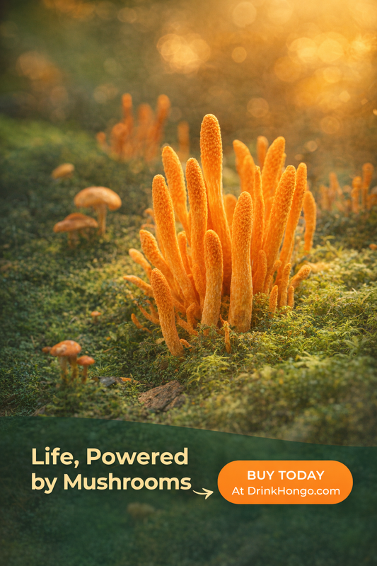 Chaga Mushroom Whole Fruiting Body Powder