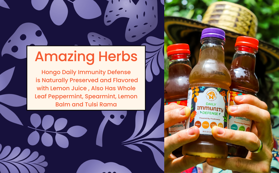 Hongo Daily Immunity Defense - Reishi, Lion's Mane, Turkey Tail, Chaga - 5600mg -Ready to Drink Mushroom Herbal Beverage