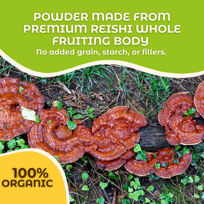 Hongo Reishi whole fruiting body mushroom powder — whole mushroom close-up