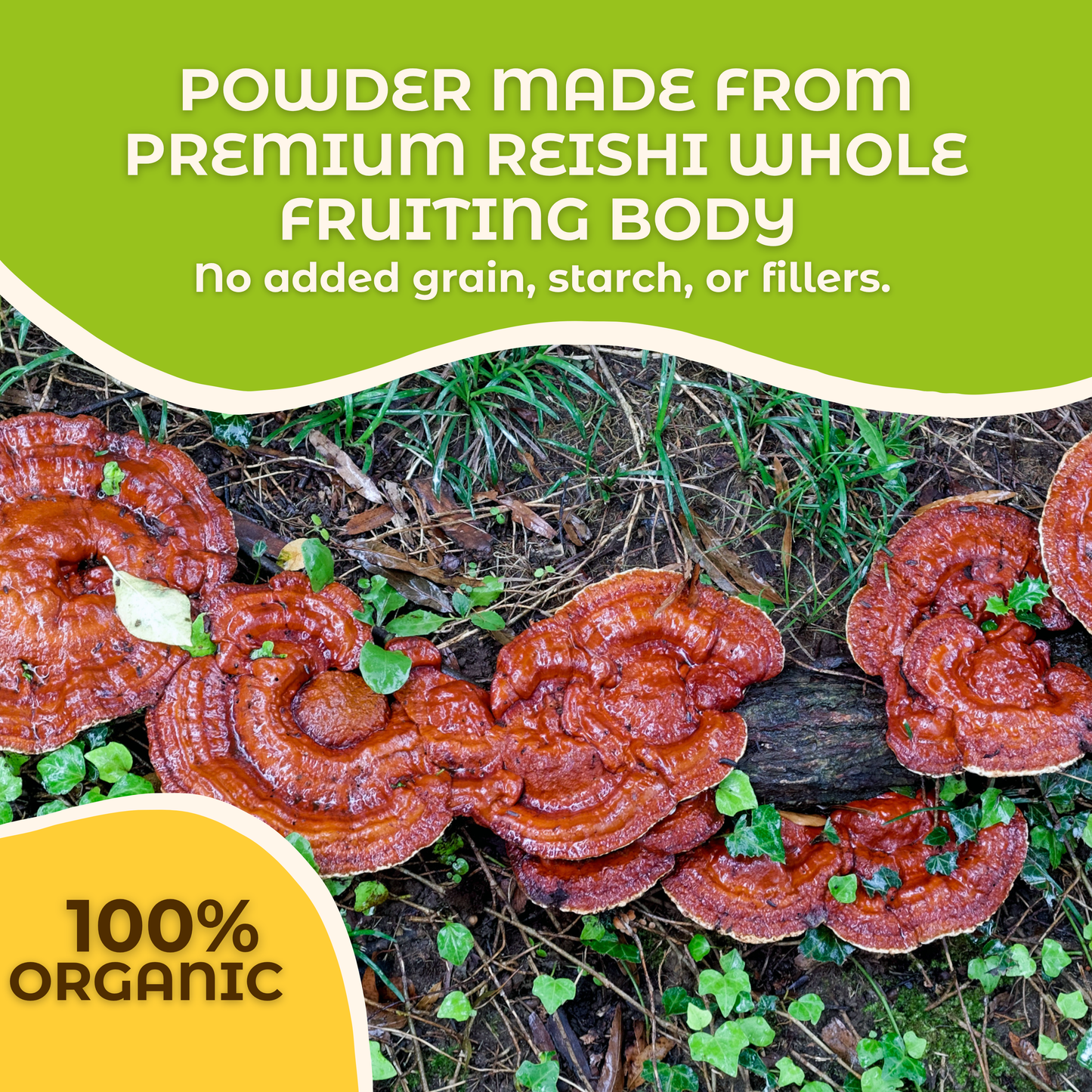 Hongo Reishi whole fruiting body mushroom powder — whole mushroom close-up