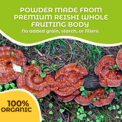 Hongo Reishi whole fruiting body mushroom powder — whole mushroom close-up