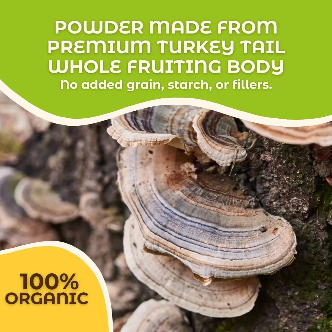Turkey Tail Whole Fruiting Body Mushroom Powder